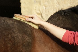 Votre cheval apprécie-t-il le passage du bouchon sur le dos ?