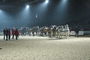 l'attelage de 14 chevaux évoluent sur la piste du salon d'Avignon.