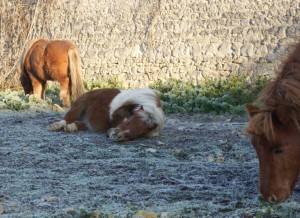 Profiter du gel pour sortir chevaux et poneys plus longtemps !