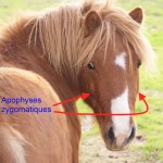 tête de poney, avec repères pour les apophyses zygomatique