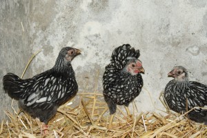 trois jeunes poules