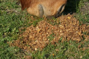 nez de poney se régalant d'un mash dans l'herbe