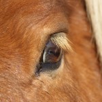 oeil de poney