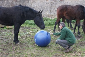 cheval et humain jouant avec un ballon