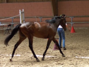 Olivo préfère de loin l'équifeel ou l'horse agility et tout le travail en liberté et en finesse