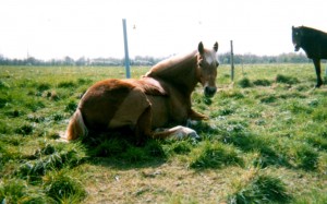 cheval couché au soleil