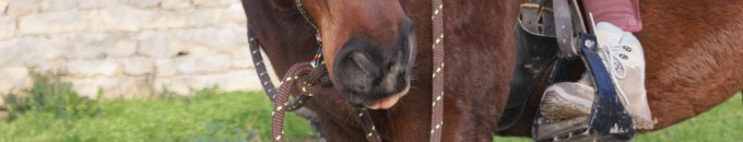 nez de cheval